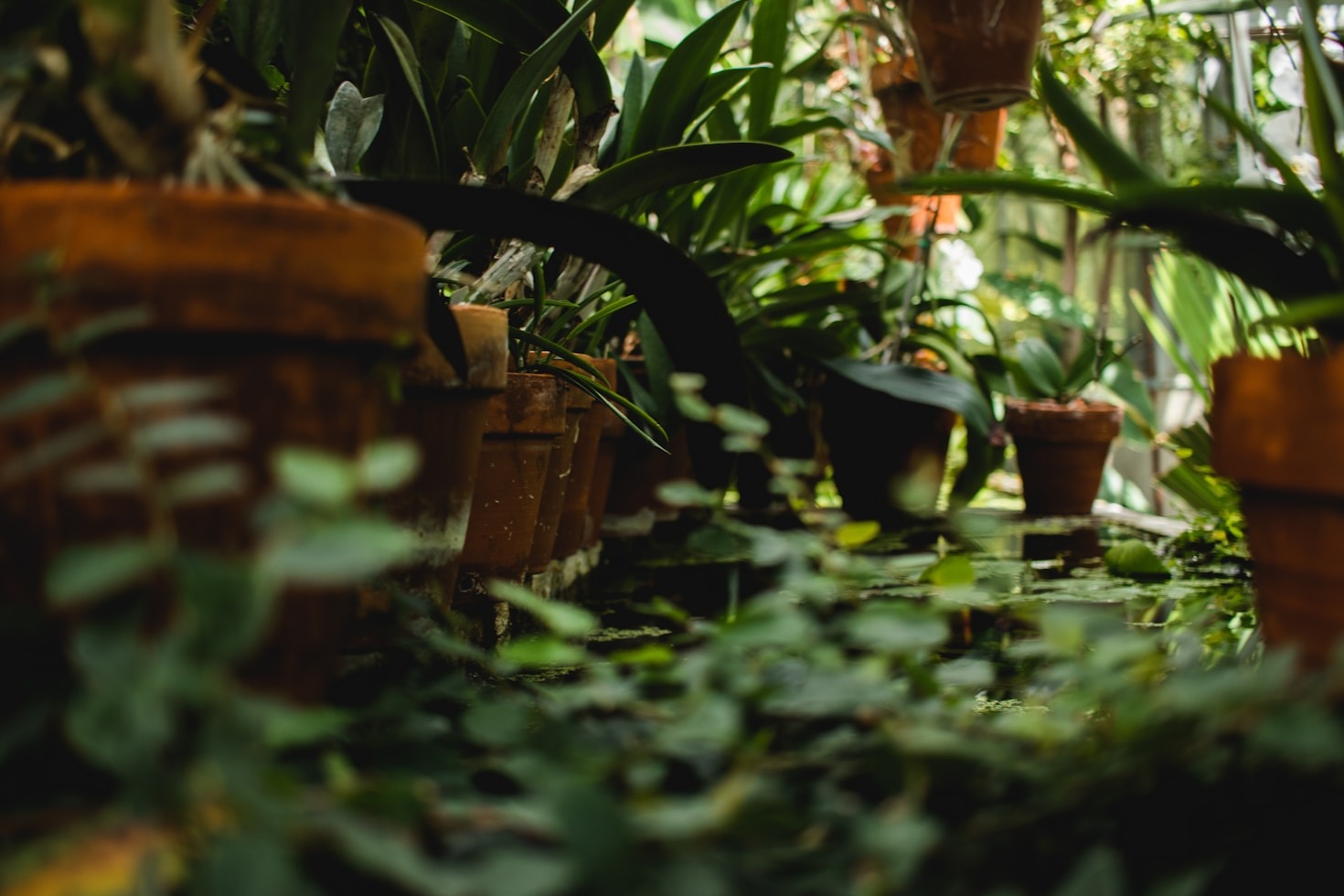 Top 10 Tips for Indoor Plant Care